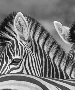 Black And White Zebra Animals Paint By Number