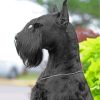Black Giant Schnauzer Paint By Number