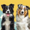 Border Collies Dogs Paint By Number