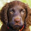 Boykin Spaniel Puppy Paint By Number