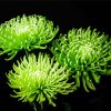 Chrysanthemum Green Flowers Paint By Number