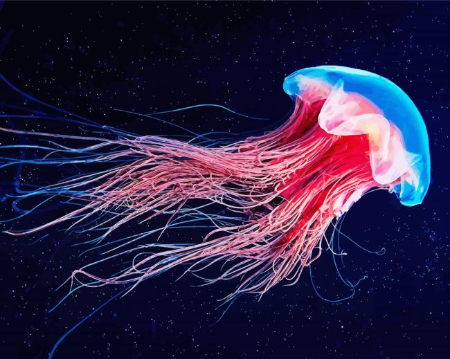 Colorful Jelly Fish Paint By Numbe