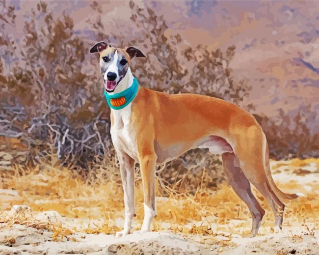 Cute Whippet Paint By Number