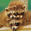 Cute Ontario Raccoon Babies Paint By Number