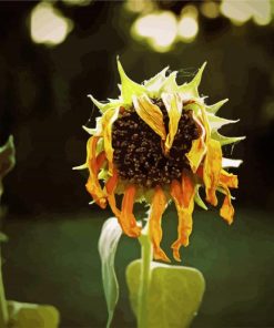 Decaying Yellow Sunflower Paint By Number