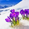 Flowers In Snow Paint By Number