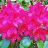 Fuchsia Rhododendron Paint By Number