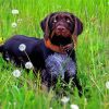 German Wirehaired Pointer Animal Paint By Number