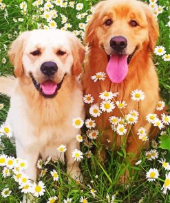 Golden Retriever With Daisies Paint By Number