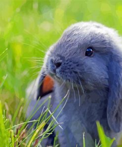 Grey Mini Lop Paint By Number