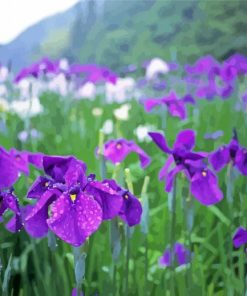 Iris Flower Field Paint By Number
