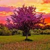 Lilac Tree Sunset Landscape Paint By Number