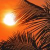 Palm Frond At Sunset Paint By Number