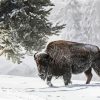 Adorable Animal Bison Paint By Number