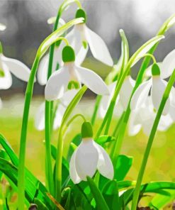Snow Drops Paint By Number