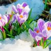 Spring Flowers In Snow Paint By Number
