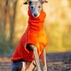 Stylish Whippet Paint By Number
