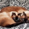 Two Siamese Kitties Paint By Number