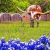 Aesthetic Bluebonnet And Longhorn Paint By Number