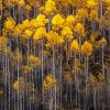 Aesthetic Aspens Trees Paint By Number