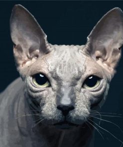 Beautiful Hairless Cat Paint By Number