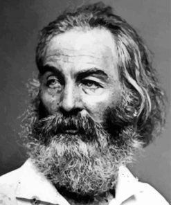 Black And White Poet Walt Whitman Paint By Number