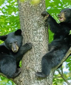 Black Bear Cubs Paint By Number