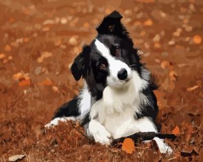 Border Collie Breed Paint By Number