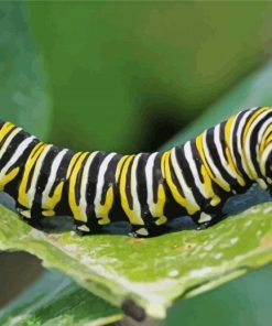 Caterpillar Paint By Number