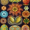 Ernst Haeckel Art Paint By Numbers