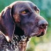 German Short Haired Pointer Puppy Head Paint By Number