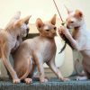 Hairless Cats Animal Paint By Number