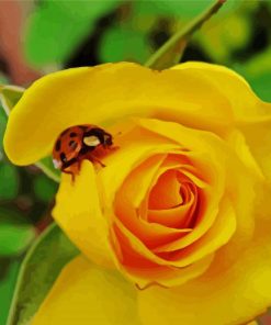 Ladybug On A Yellow Rose Paint By Number