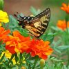 Old World Swallowtail Orange Flower Paint By Number