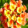 Orange And Yellow Lantanas Flowers Paint By Number