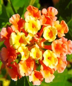 Orange And Yellow Lantanas Flowers Paint By Number