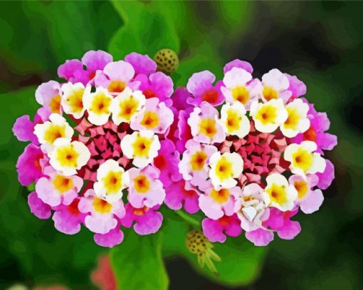 Pink Lantanas Flowering Plant Paint By Number