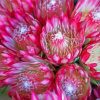 Pink Proteas Plants Paint By Number