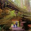 National State Parks California Redwoods Paint By Number