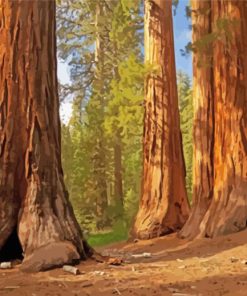 The Redwood Forest Paint By Number