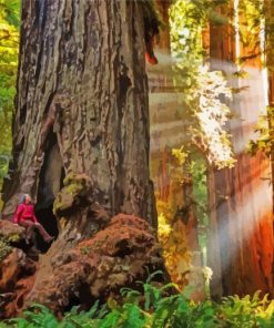 Woman In California Redwoods Paint By Number