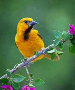 Altamira Oriole On Branch paint by numbers