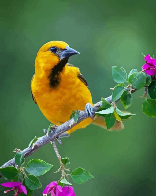 Altamira Oriole On Branch paint by numbers