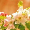 Apple Blossom paint by numbers