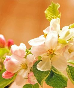 Apple Blossom paint by numbers