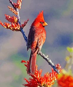 Cardinal On Branch paint by numbers