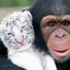 White Tiger And Monkey paint by numbers