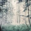 Foggy Forest Art paint by numbers