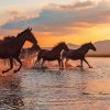 Horses By Water paint by numbers