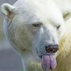 Polar Bear Tongue Out paint by numbers